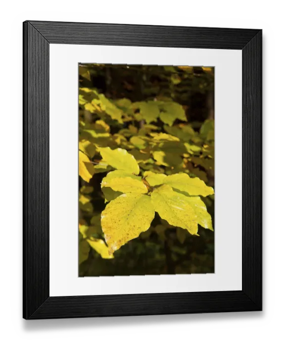 Framed Print : Goldener Oktober