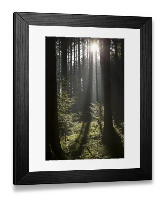 Framed Print : Autumn forest with rays of sunshine in Bavaria