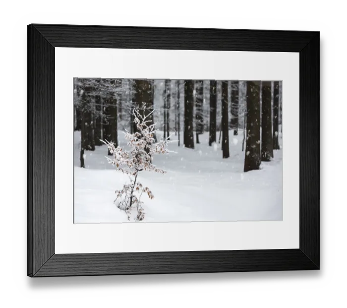 Framed Print : Spruce forest in winter with snow cover