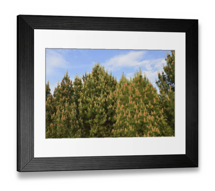 Framed Print : Pinaceae in the forest. Seeds on pines Framed Print : Pinaceae in the forest. Seeds on pines