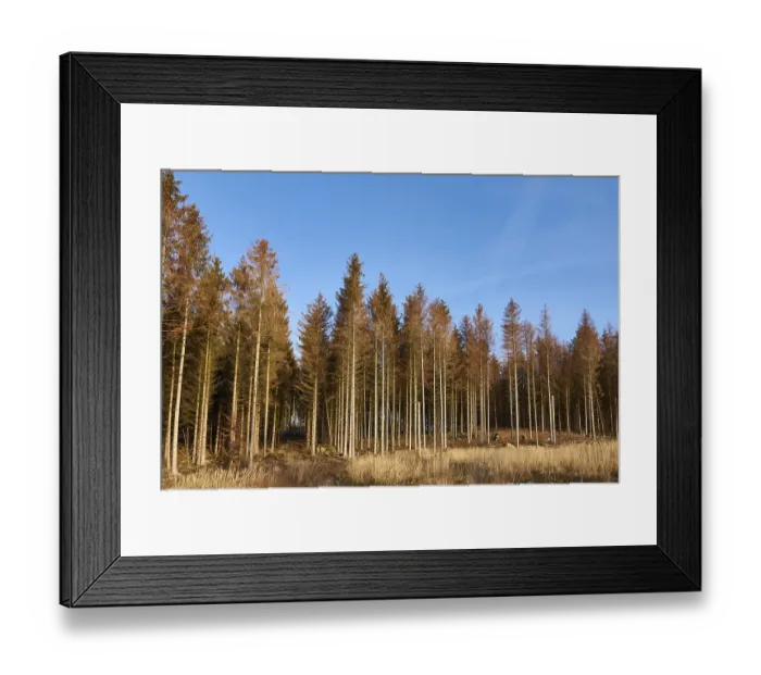 Framed Print : Forest spring 2021 in Upper Lusatia