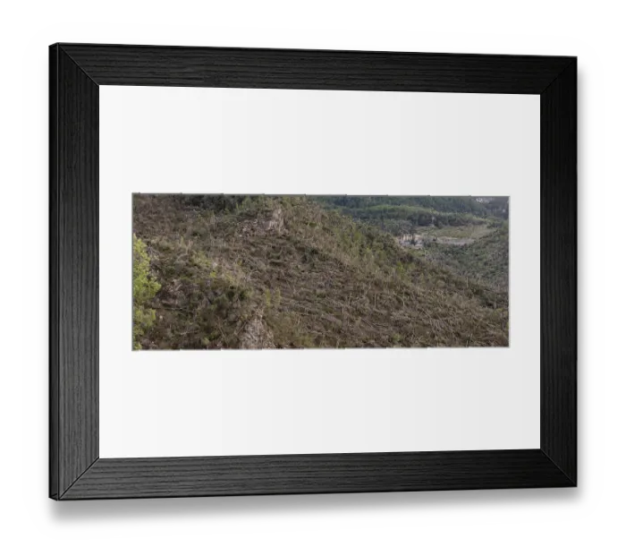 Framed Print : Forest felled by a gale, Banyalbufar