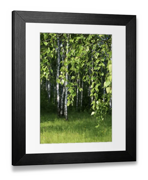 Framed Print : Branch of a birch tree with young foliage on a summer forest Framed Print : Branch of a birch tree with young foliage on a summer forest