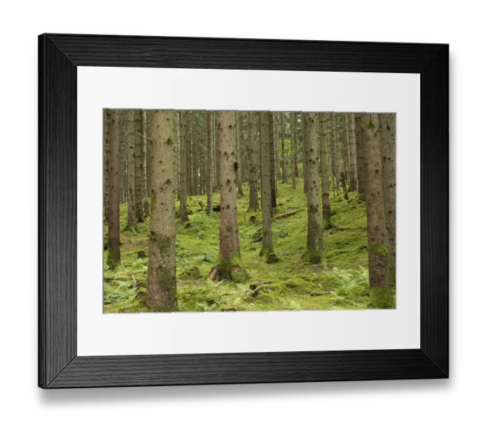 Framed Print : Pine forest with mossy forest floor