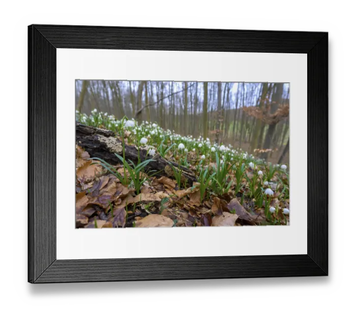 Framed Print : Spring snowflake (Leucojum vernum) on the forest floor with old leaves and trees