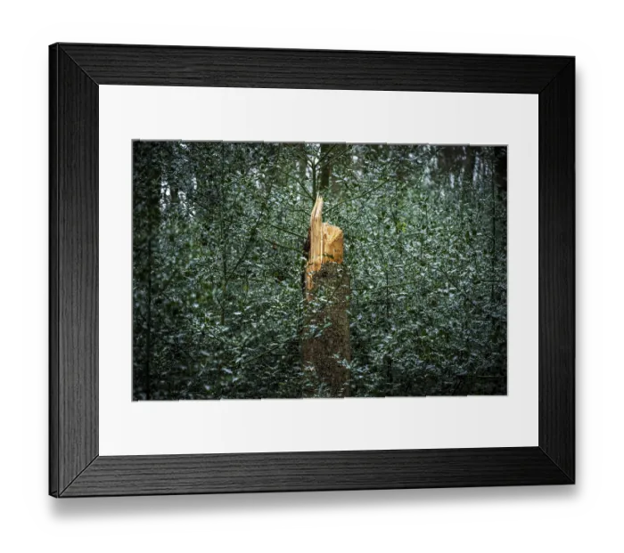 Framed Print : A broken tree trunk stands out in a dense Framed Print : A broken tree trunk stands out in a dense