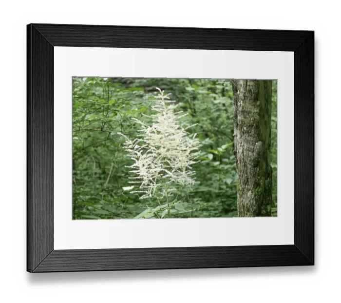 Framed Print : A flowering shrub with white flowers stands in front of a tree trunk in the forest true meadowsweet Filipendula ulmaria