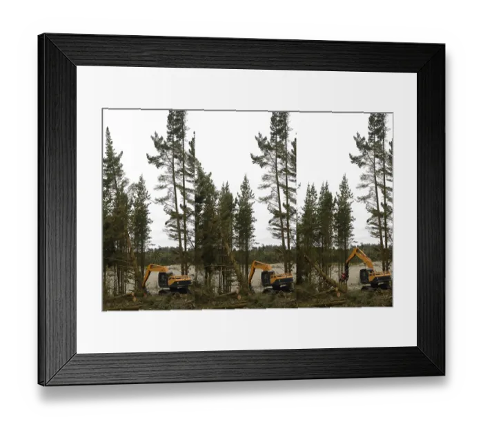 Framed Print : A Pinus radiata tree is felled by an autocutter at a milling site in exotic forest on the West Coast