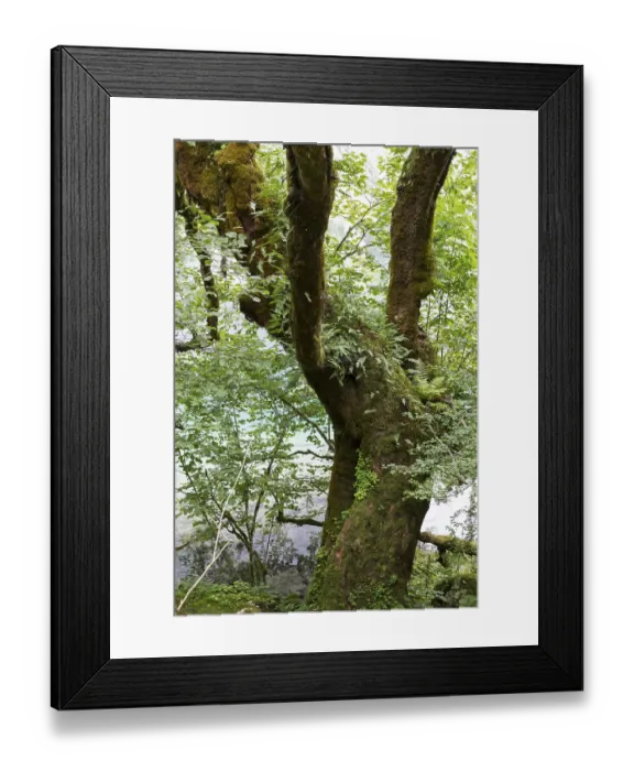 Framed Print : Obersee Framed Print : Obersee