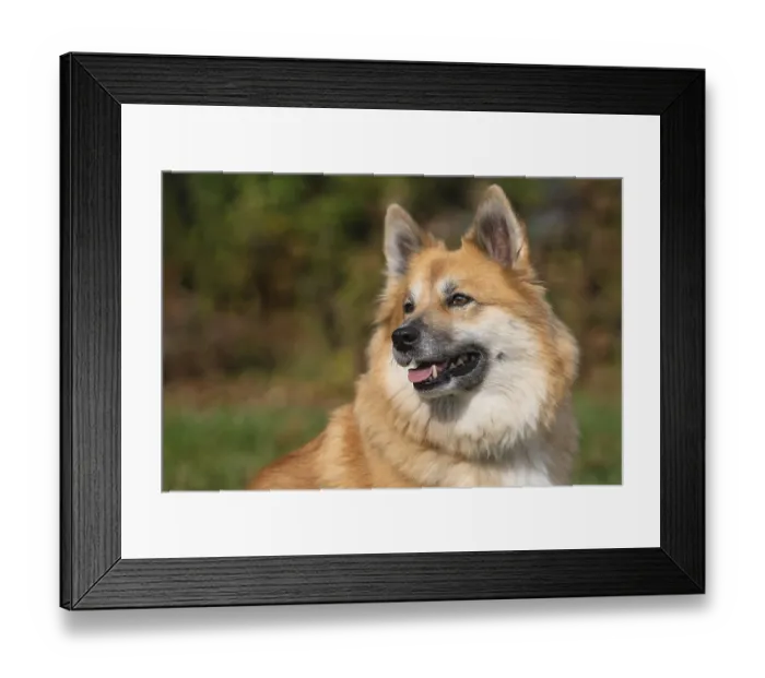 Framed Print : Portrait of an Icelandic dog