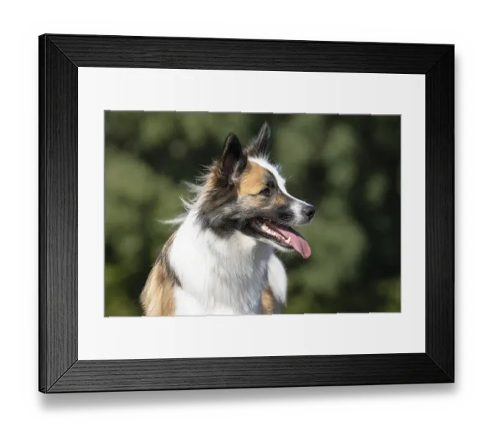 Framed Print : Portrait of an Icelandic dog Framed Print : Portrait of an Icelandic dog