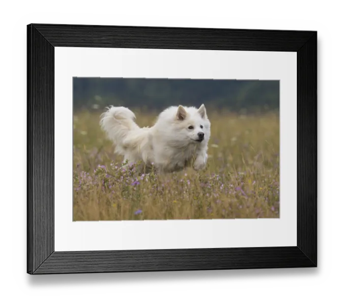 Framed Print : Autumn racing games