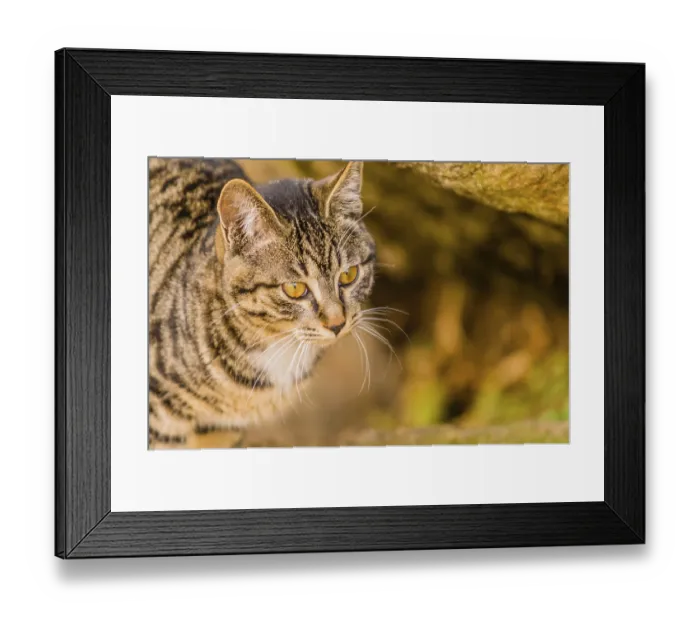 Framed Print : Closeup of a black and white tabby cat with a soft blurred background Framed Print : Closeup of a black and white tabby cat with a soft blurred background