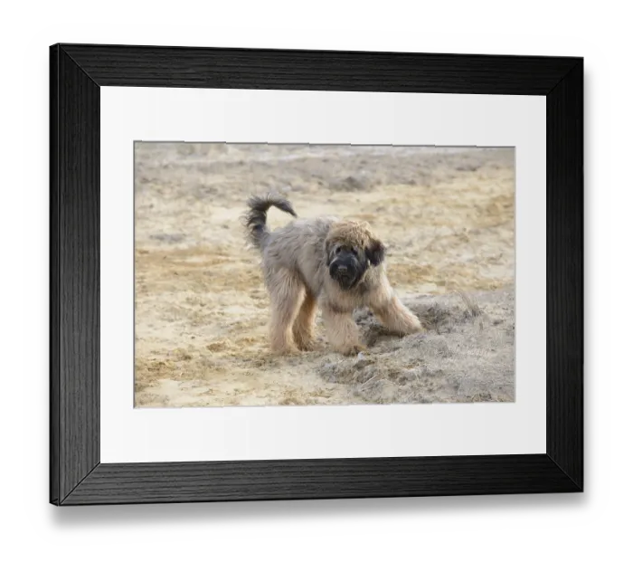 Framed Print : Briard, young, 7 months old, sand