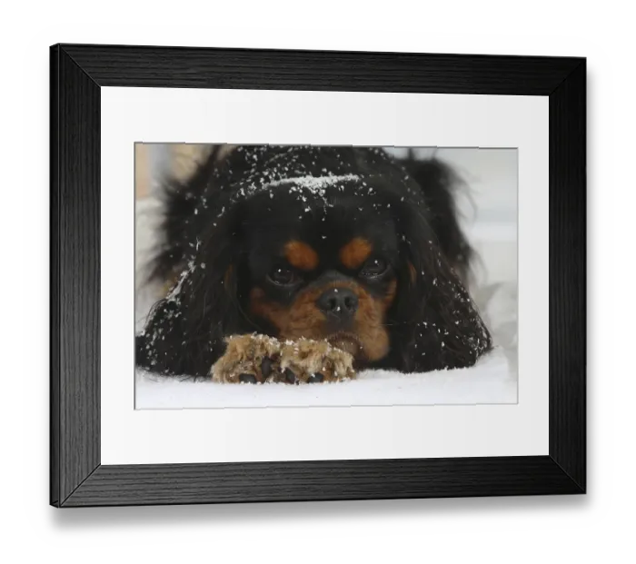Framed Print : Cavalier King Charles Spaniel, black-brown Framed Print : Cavalier King Charles Spaniel, black-brown