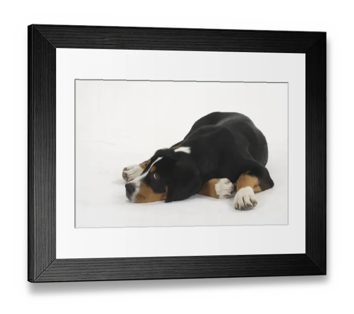 Framed Print : Great Swiss Mountain Dog, puppy, 14 weeks Framed Print : Great Swiss Mountain Dog, puppy, 14 weeks