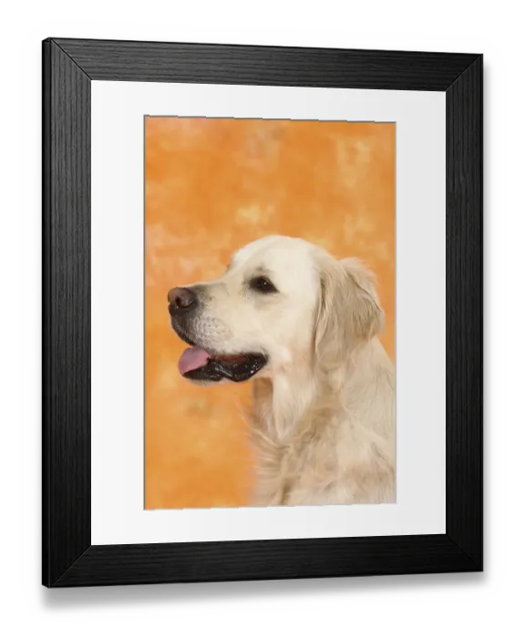 Framed Print : Golden Retriever Framed Print : Golden Retriever
