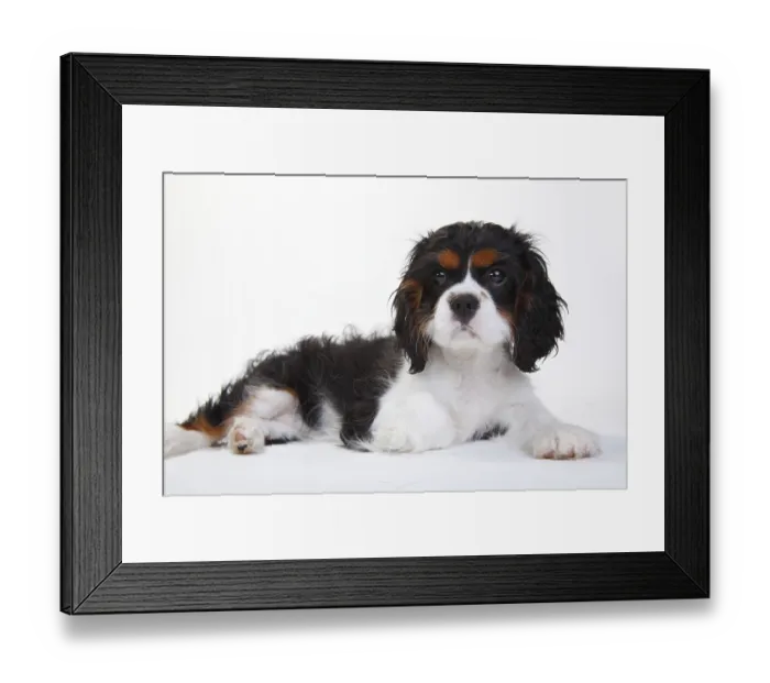 Framed Print : Cavalier King Charles Spaniel, puppy