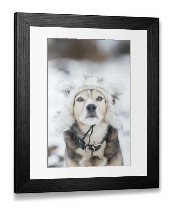 Framed Print : Cute dog in a warm fur hat in winter on a snowy walk Framed Print : Cute dog in a warm fur hat in winter on a snowy walk