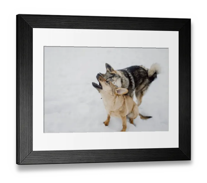 Framed Print : Siberian husky plays with another dog in the snow at a shelter for homeless animals