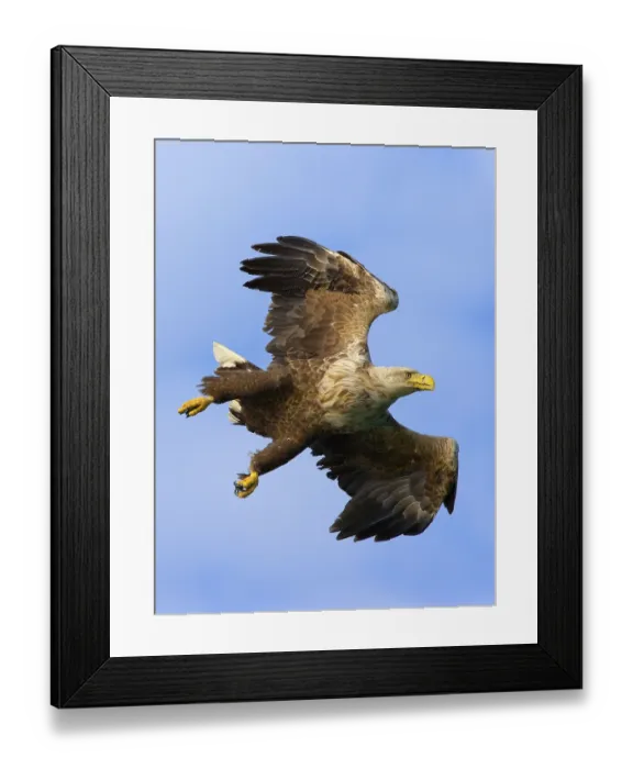Framed Print : White-tailed eagle (Haliaeetus albicilla) Norway Framed Print : White-tailed eagle (Haliaeetus albicilla) Norway