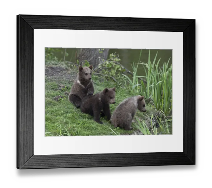 Framed Print : Brown bears (Ursus arctos) cubs on the shore of a lake Framed Print : Brown bears (Ursus arctos) cubs on the shore of a lake