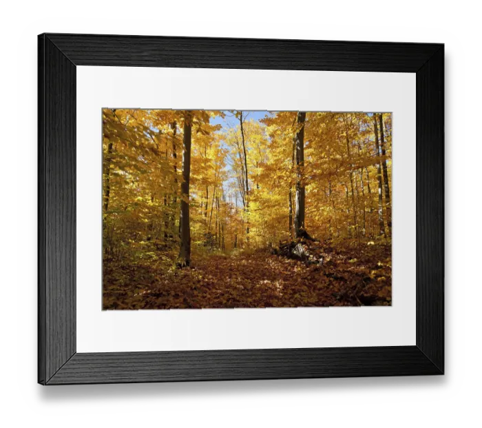 Framed Print : Autumn forest panorama in Canada Framed Print : Autumn forest panorama in Canada