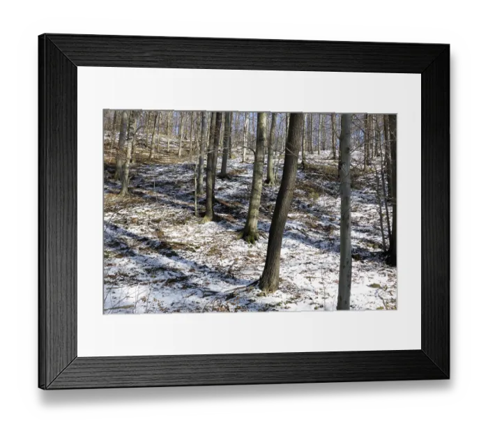 Framed Print : Beech forest in winter, beech forest in winter 02