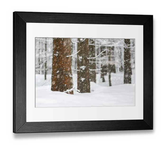 Framed Print : Winter forest, close-up