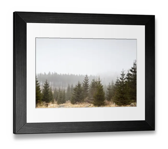 Framed Print : Coniferous forest in fog, Harz mountains