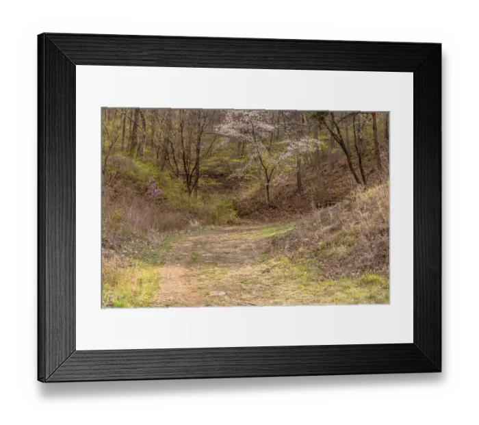 Framed Print : Cherry blossom tree beside path that leads into wooded area on mountainside in South Korea Framed Print : Cherry blossom tree beside path that leads into wooded area on mountainside in South Korea