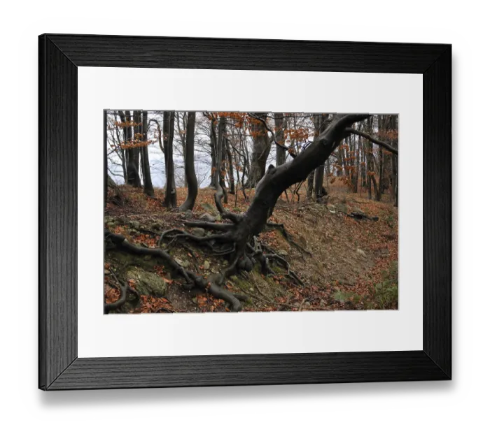 Framed Print : Beech forest, italy Framed Print : Beech forest, italy