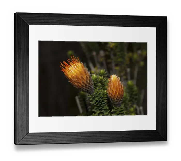 Framed Print : Endemic Chuquiraga plant, Chuquiraga jussieui Framed Print : Endemic Chuquiraga plant, Chuquiraga jussieui