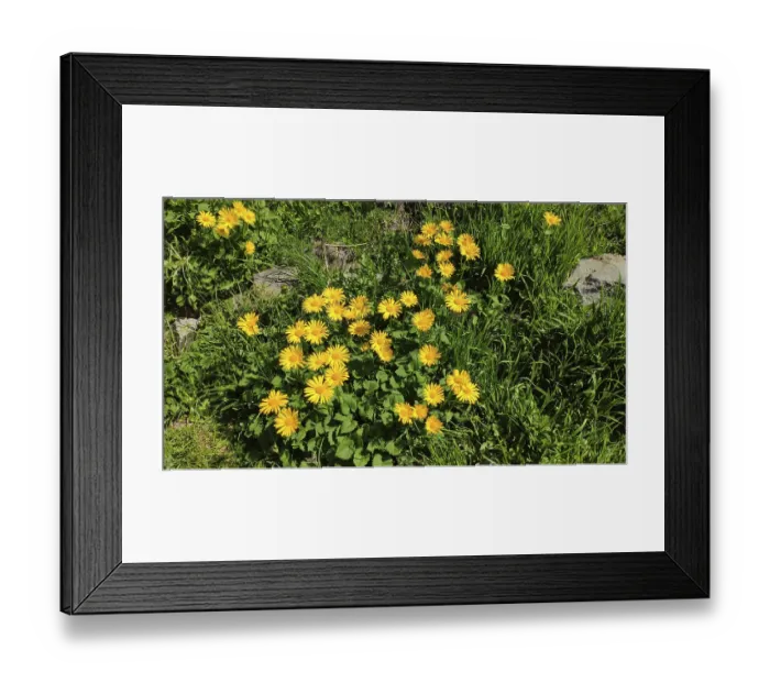 Framed Print : Corydalis (Doronicum spec.), Carpathians