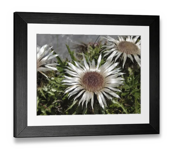 Framed Print : Rare silver thistles Framed Print : Rare silver thistles