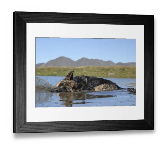 Framed Print : A dog swimming in a mountain lake with the landscape mirrored in the water Framed Print : A dog swimming in a mountain lake with the landscape mirrored in the water