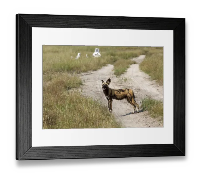Framed Print : Wild Dogs im Chobe National Park in Botswana