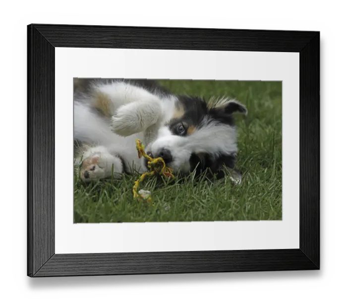 Framed Print : Australian Shepherd puppy Framed Print : Australian Shepherd puppy