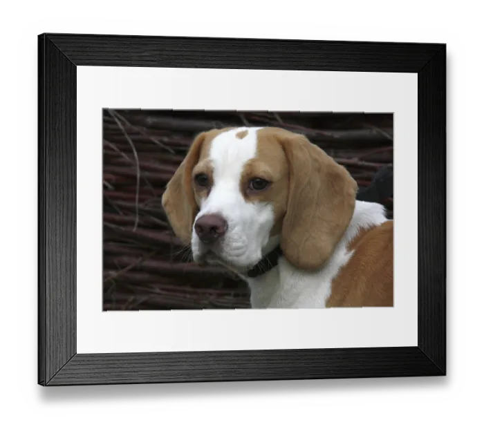 Framed Print : Beagle Framed Print : Beagle