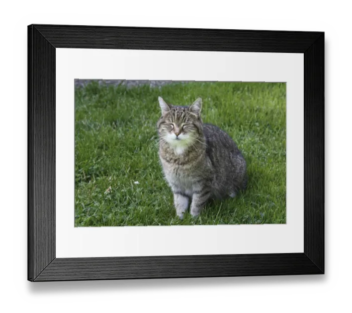 Framed Print : Domestic cat Framed Print : Domestic cat