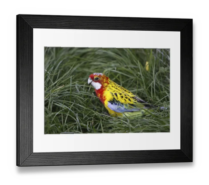 Framed Print : Prachtrosella in the grass Framed Print : Prachtrosella in the grass