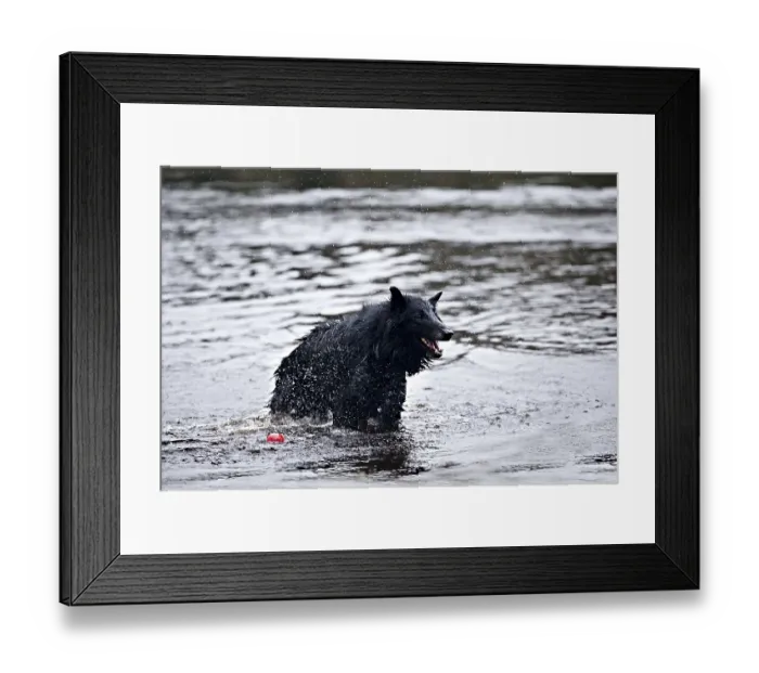 Framed Print : Belgian Shepherd (also known as the Belgian Sheepdog or Chien de Berger Belge) in water Framed Print : Belgian Shepherd (also known as the Belgian Sheepdog or Chien de Berger Belge) in water