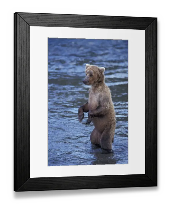 Framed Print : Grizzly bear (Ursus arctos horribilis) is in water in the river