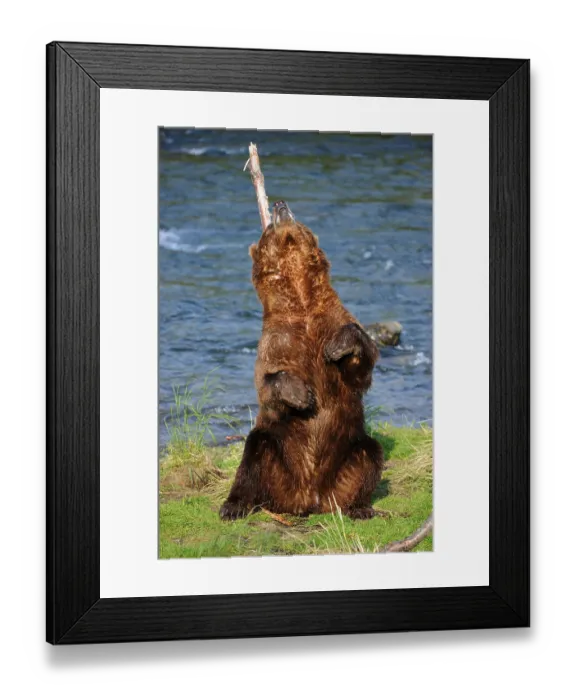 Framed Print : Grizzly bear (Ursus arctos horribilis)