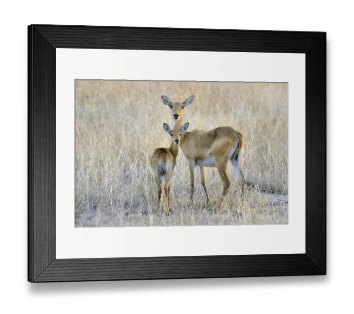 Framed Print : Uganda kob (Kobus kob thomasi)