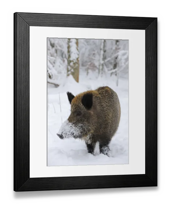 Framed Print : Wild Boar (Sus scrofa) in the snow
