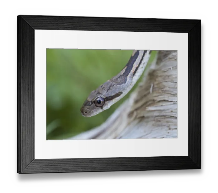 Framed Print : Texas rat snake, Texas snake, Texas snakes Framed Print : Texas rat snake, Texas snake, Texas snakes