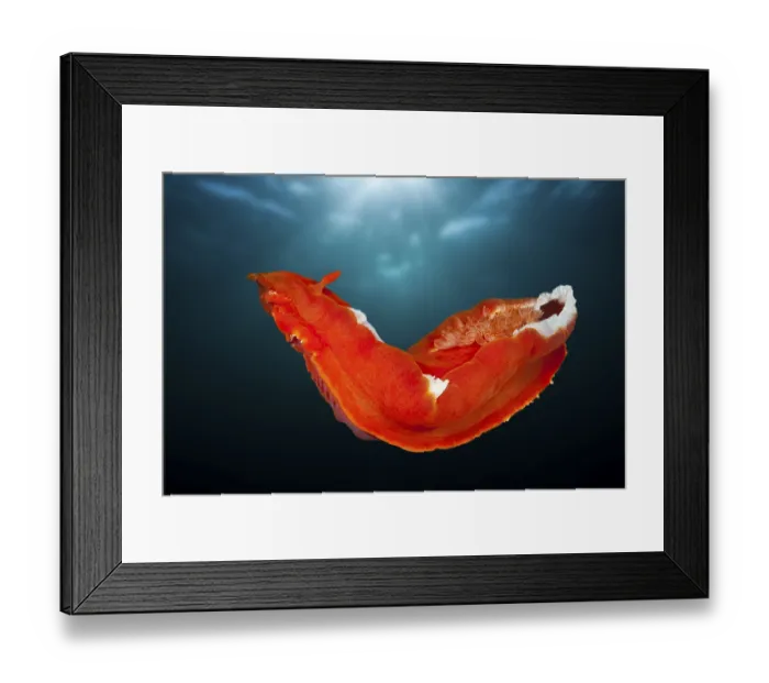 Framed Print : Spanish dancer, Hexabranchus sanguineus Framed Print : Spanish dancer, Hexabranchus sanguineus