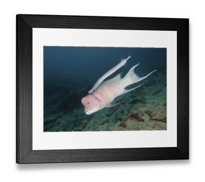 Framed Print : Mexican hogfish, Bodianus diplotaenia