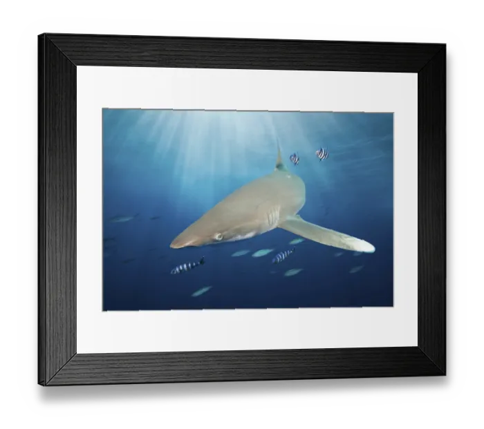 Framed Print : Oceanic whitetip shark, Carcharhinus longimanus